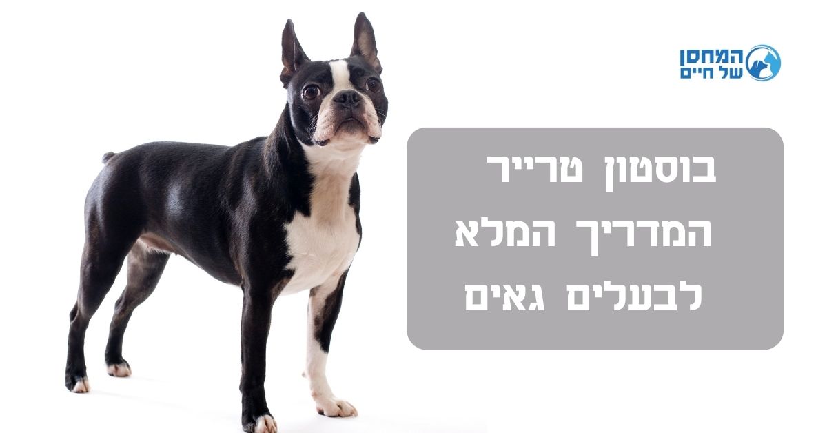 בוסטון טרייר
